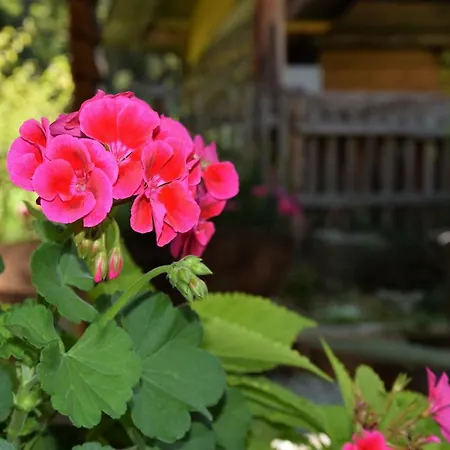 בית הארחה Dirnbacher Huette Turnau